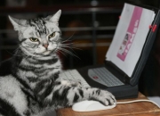 英雄联盟总决赛-钢铁魔术难挡痛苦刀锋，西亚卡姆的持续杀伤哲学