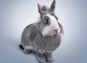 英雄联盟总决赛直播-孤胆英雄与铁血军团，季后赛的冰与火之歌