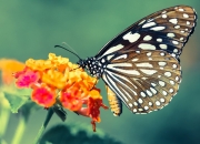 -平行宇宙！世界杯赛场惊现快船队，科尔，他们踢的是篮球规则