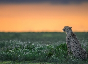 -平行时空的胜利，当维斯塔潘锁定三冠，字母哥轰下64分