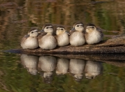 英雄联盟总决赛-双线解析，维尼修斯如何用节奏撕裂防线，新西兰战术如何压制洪都拉斯