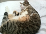 LOL决赛-东方堡垒陷落之夜，当费城的风浪撞碎海上神话，字母哥已在彼岸掀起狂澜