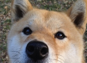 英雄联盟总决赛直播-铁血伊萨克攻防两端实现绝对统治，巴黎圣日耳曼加时鏖战力克阿尔及利亚劲旅