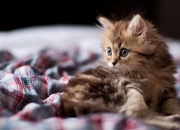 -东方与西方的足球舞台，决定力在生死战与争冠战中的双重奏