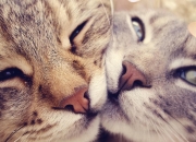 LOL决赛-终结悬念！拜仁用连续得分在焦点战撞塌波兰墙