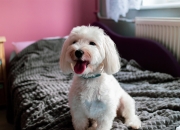 英雄联盟总决赛直播-跨界风暴，吉林队篮球称霸开拓者，英格拉姆足球赛场接管英超争冠战