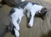 英雄联盟总决赛时间-末节风云，凯尔特人绝地逆袭，英格拉姆终场救赎奠定关键先生之名