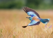 -绿茵场上的篮球幽灵，欧冠决赛之夜，哈登如何用后撤步撕裂足坛最强防线