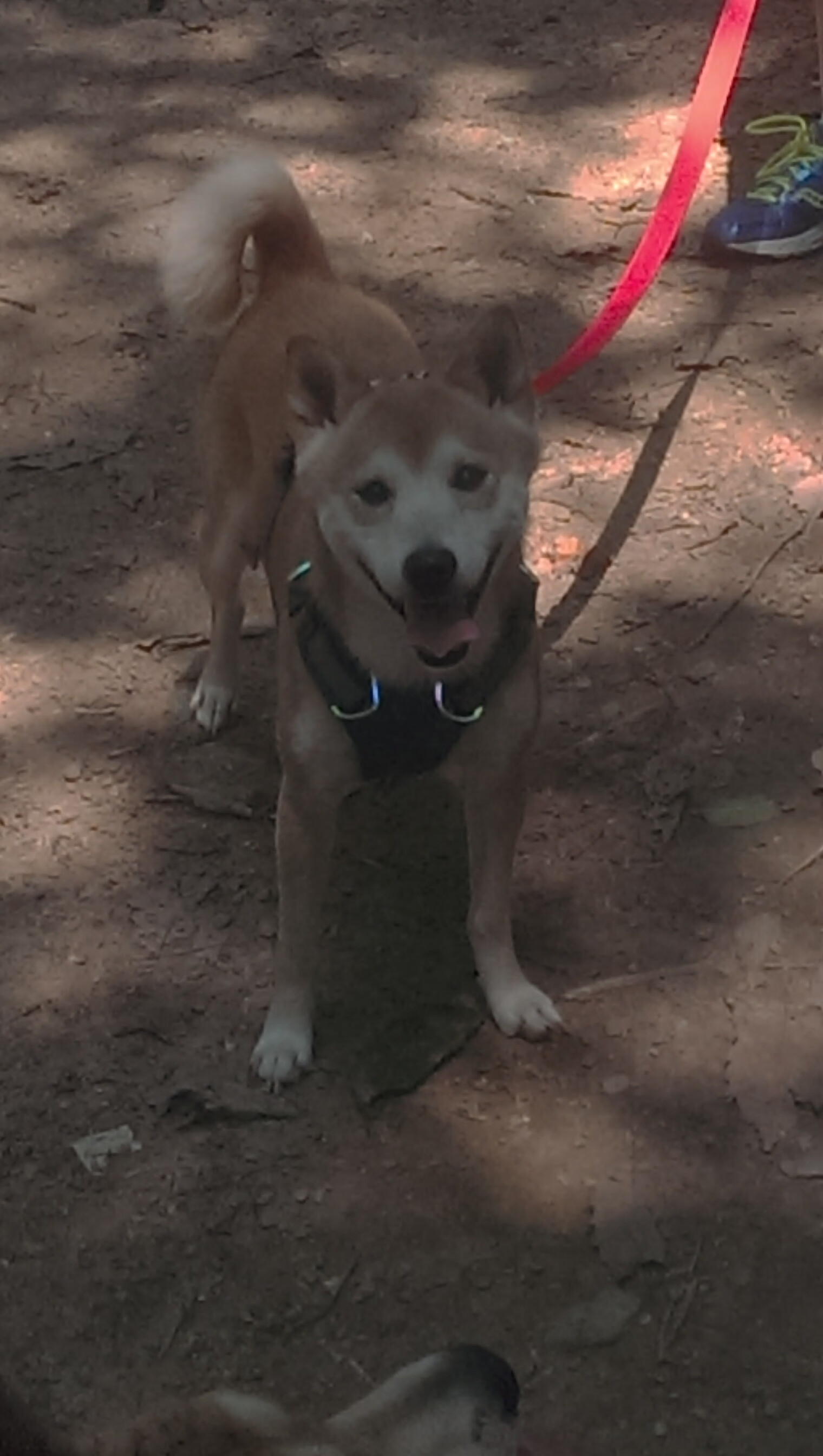 体育，成年人的童话，当德比遇上逆转，我们信的不是神，是永不低头的心