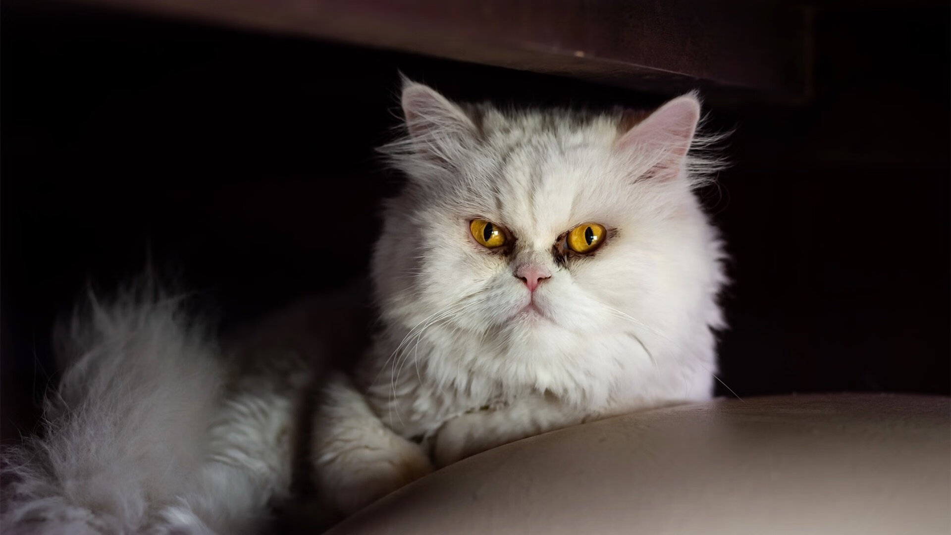 双重奏，从汉普顿到维拉公园，一场关于信念的足球叙事