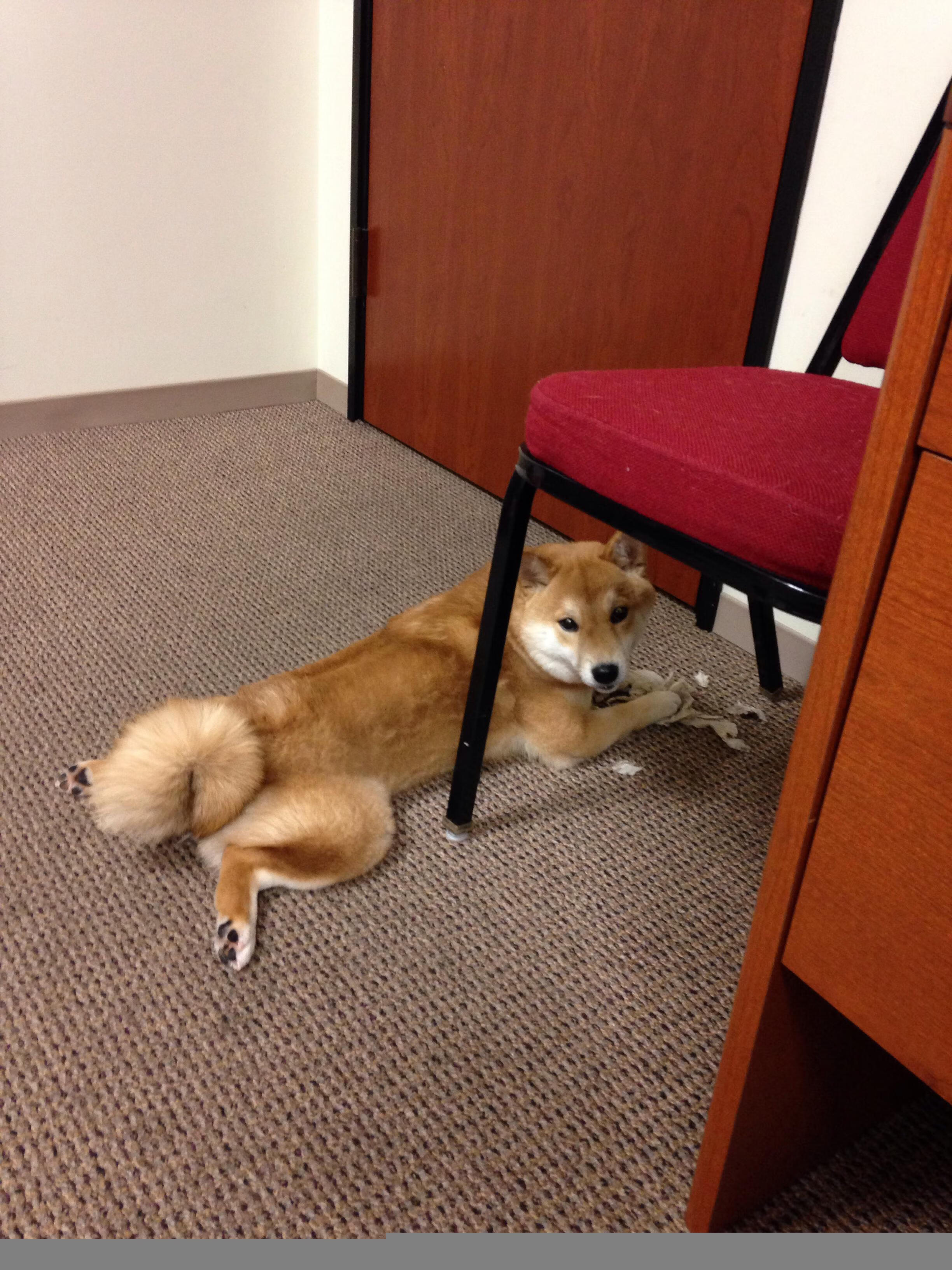 长春夜空划过的星，当东北虎遇见独行侠，浓眉的降维打击