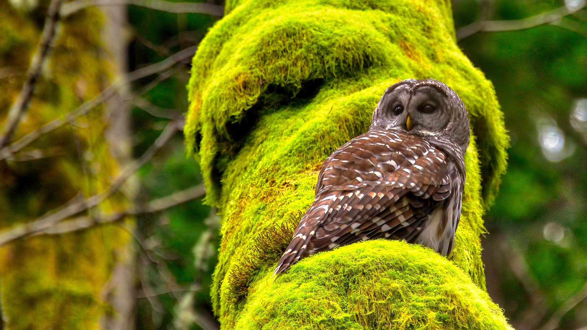 两场比赛，一种赢法，库里乱枪打鸟与哈利伯顿的精准手术
