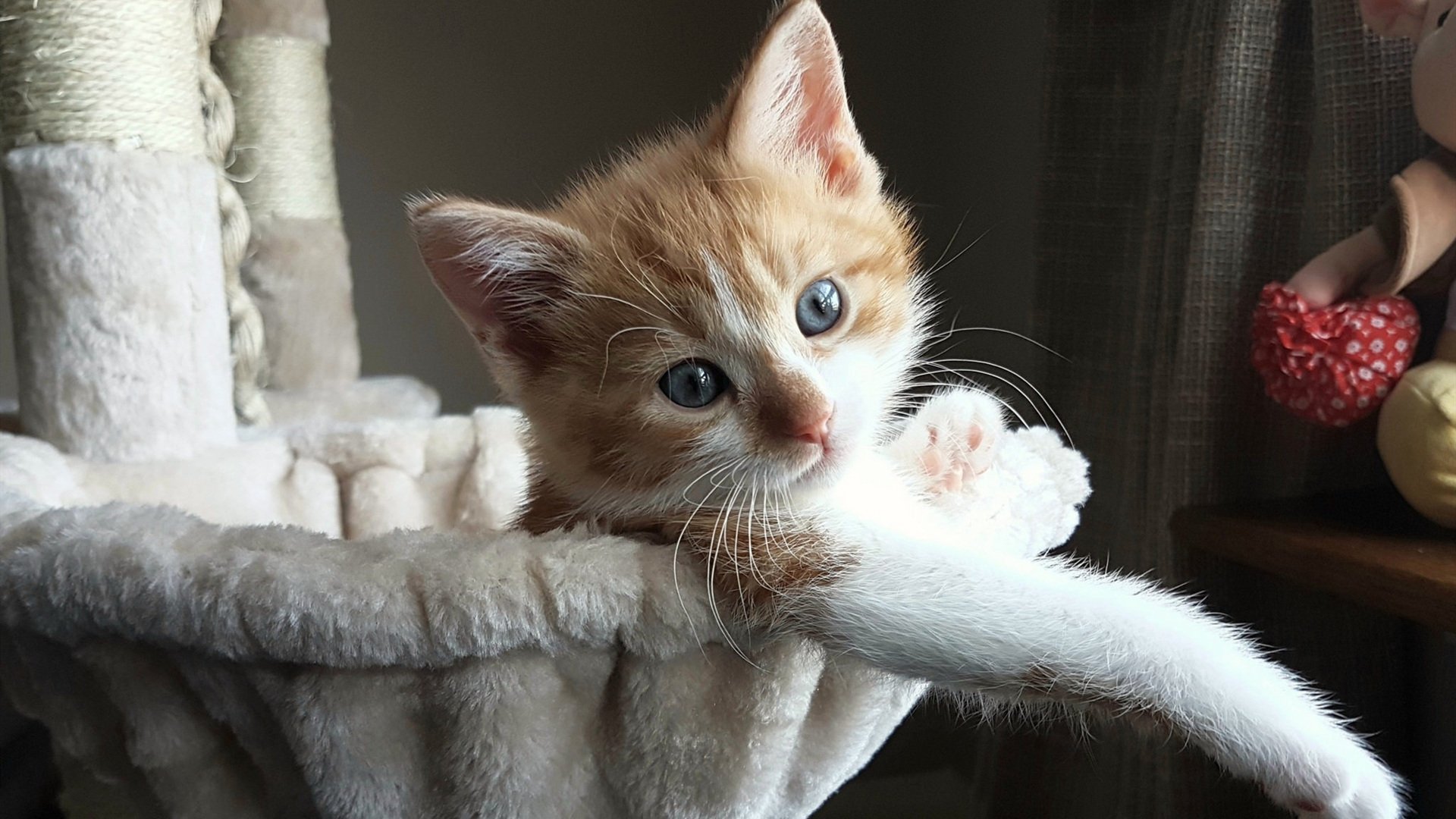 黄金赌注，拜仁决胜局撕裂乌拉圭防线，赖斯如何成为命运执棋者