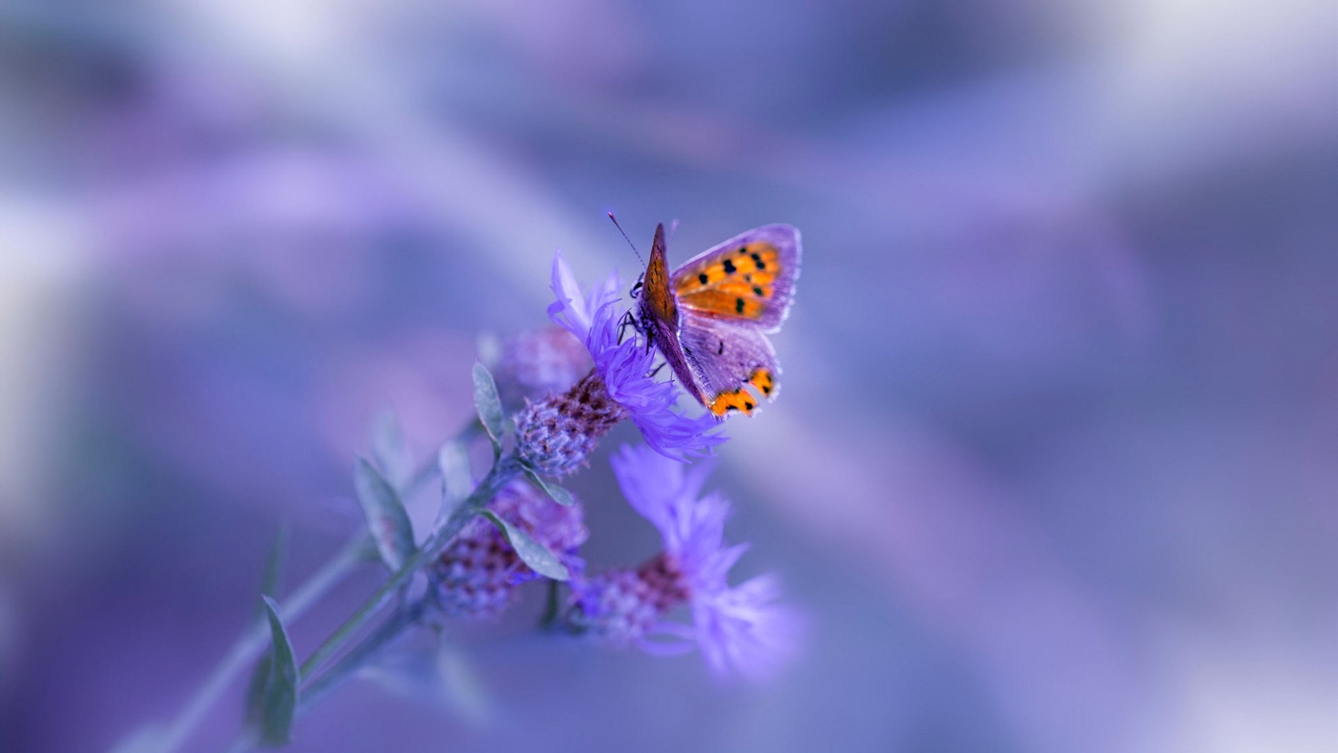 跨界绝杀,从非洲杯的团队传奇到NBA的个人英雄主义