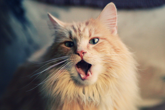 虚拟世界的交锋，当广厦在篮球元宇宙淘汰篮网，切特的数据爆炸预示着什么？