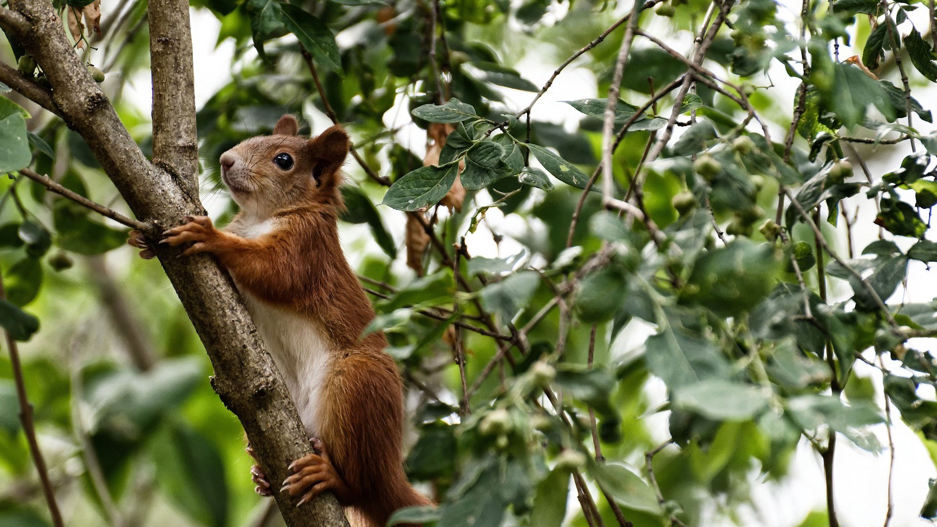 迷失与救赎，伦纳德关键封盖助森林狼走出迷宫险胜国王