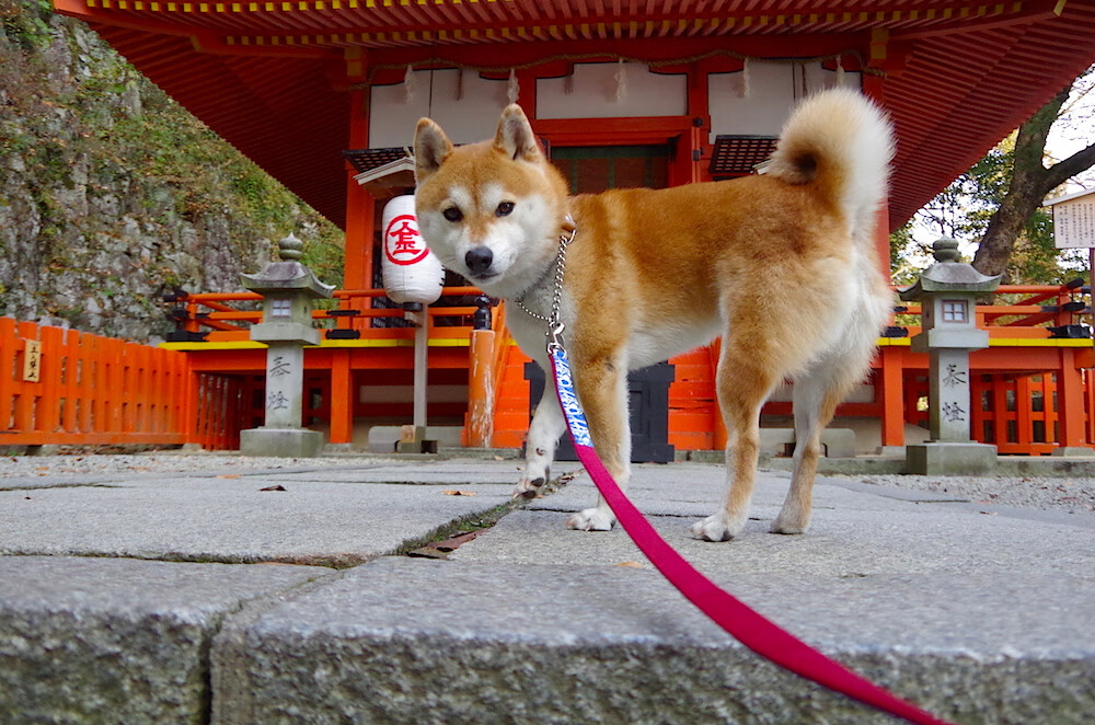 速度与信念,当F1引擎在巴林咆哮,巴萨在勒沃库森寻找拐点