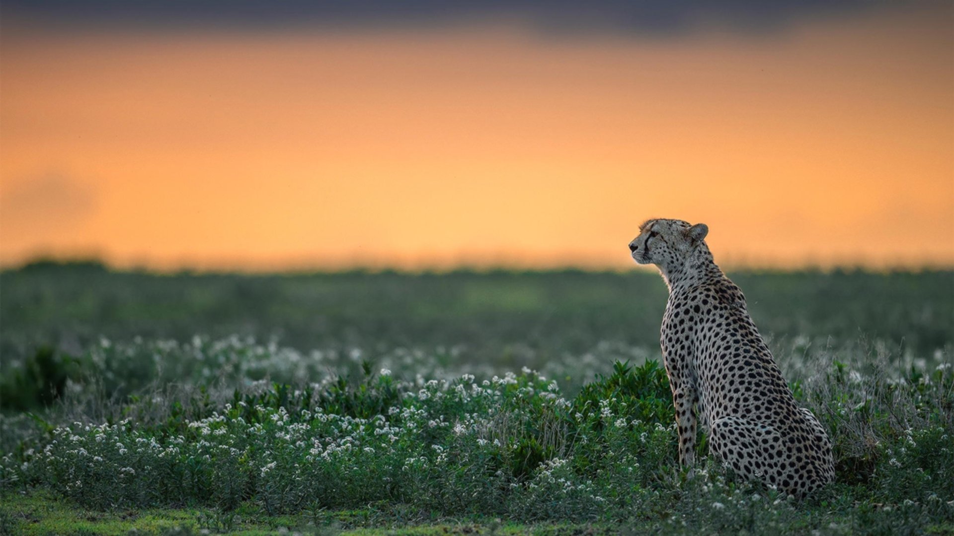 平行时空的胜利,当维斯塔潘锁定三冠,字母哥轰下64分