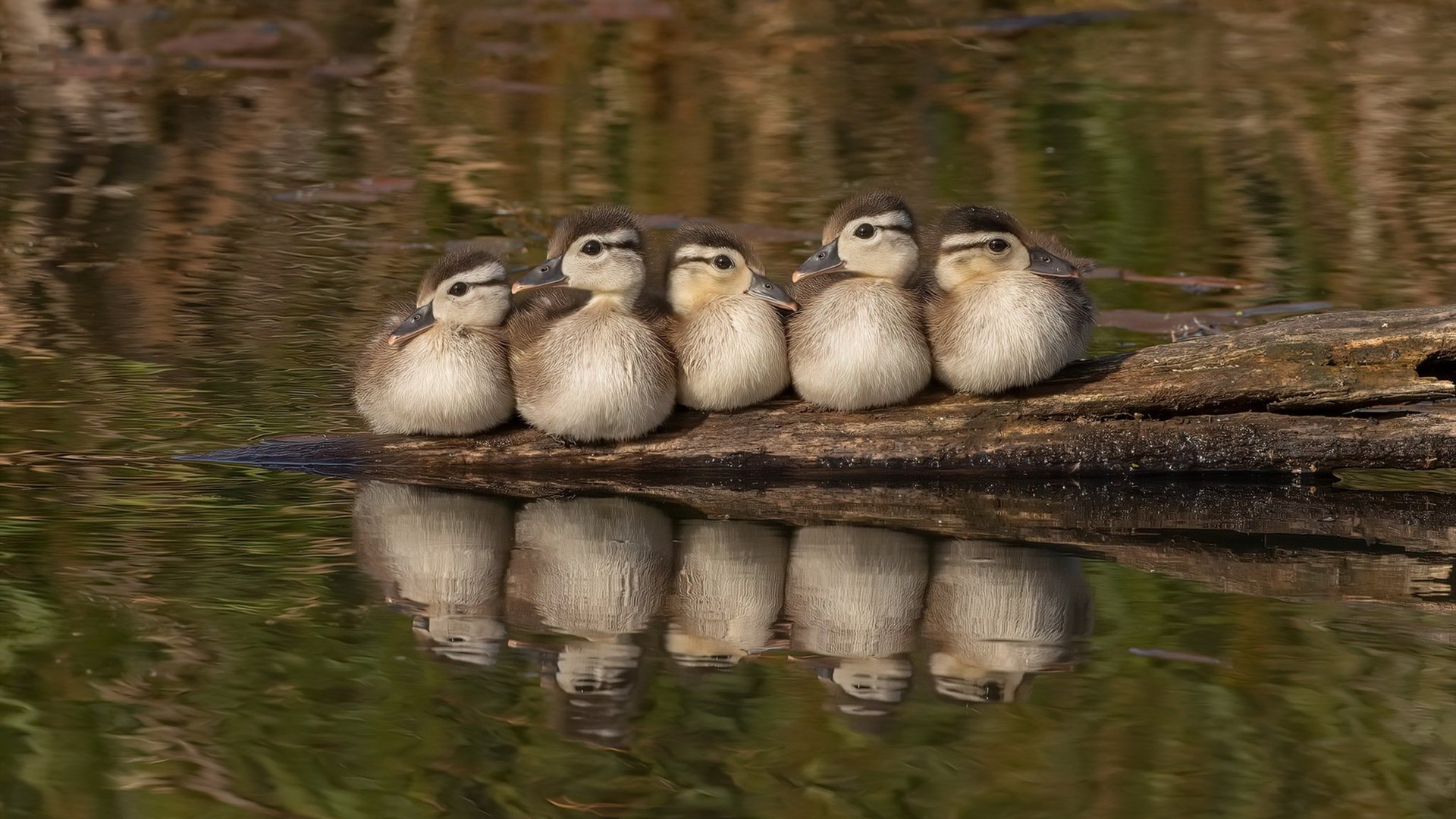 双线解析，维尼修斯如何用节奏撕裂防线，新西兰战术如何压制洪都拉斯