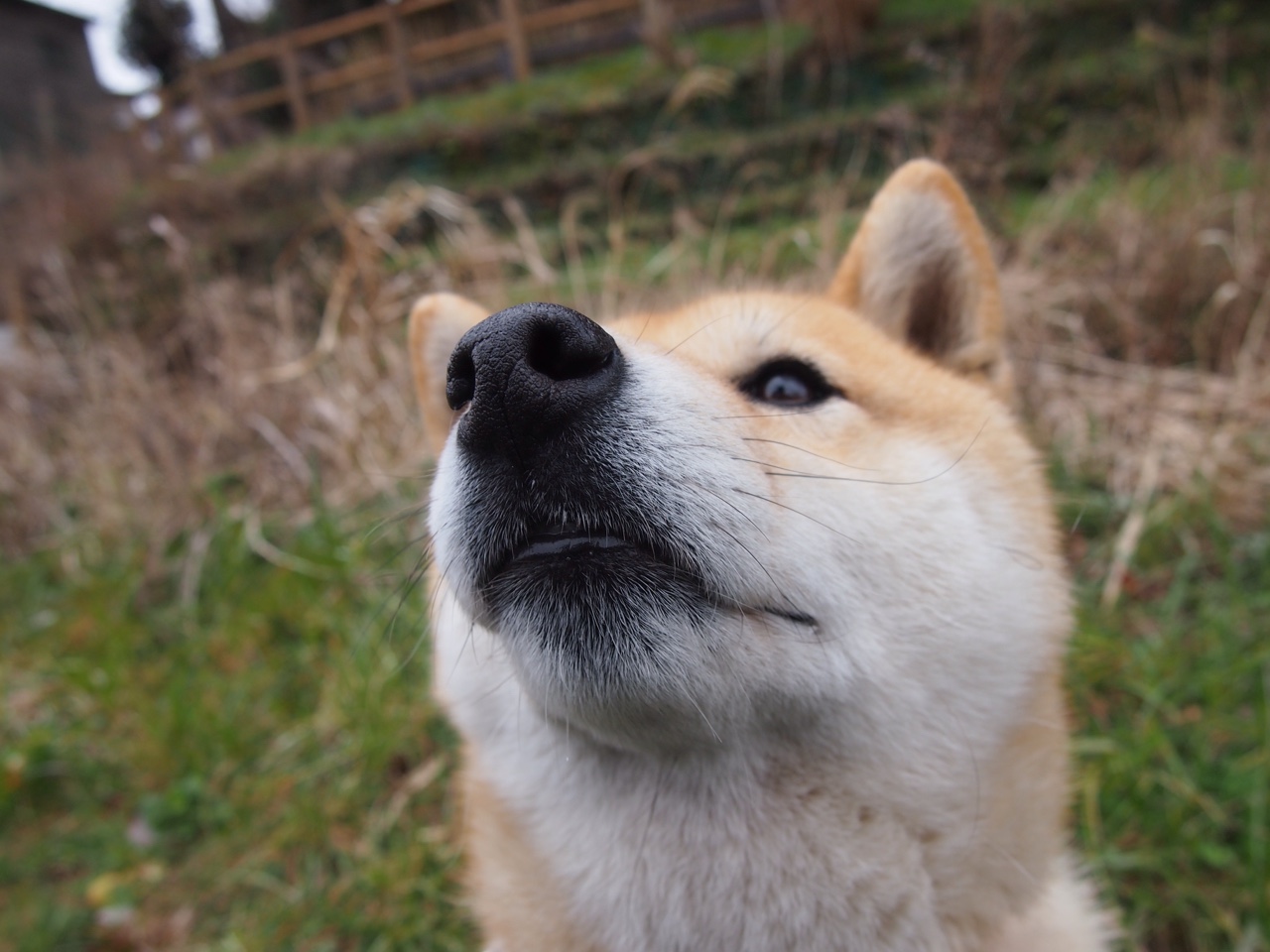 东契奇终场绝杀，公牛险胜奇才，关键先生改写比赛结局