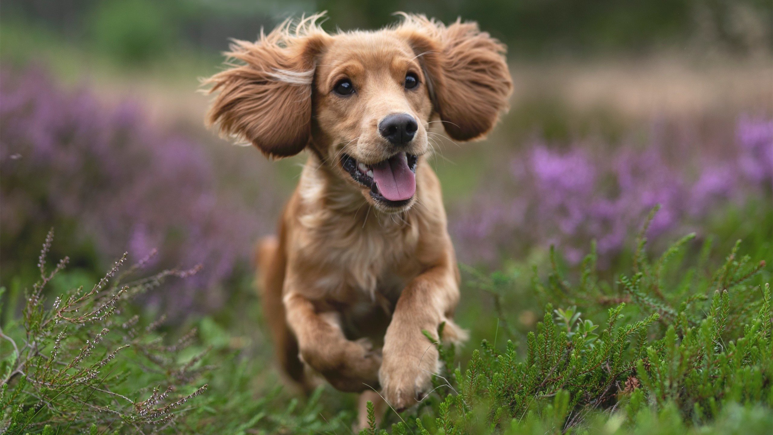 钢铁意志，霍勒迪锁死对手，辽宁以节奏绞杀终结广东锋芒