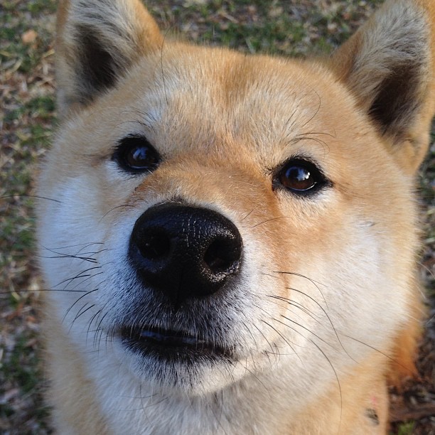 铁血伊萨克攻防两端实现绝对统治，巴黎圣日耳曼加时鏖战力克阿尔及利亚劲旅