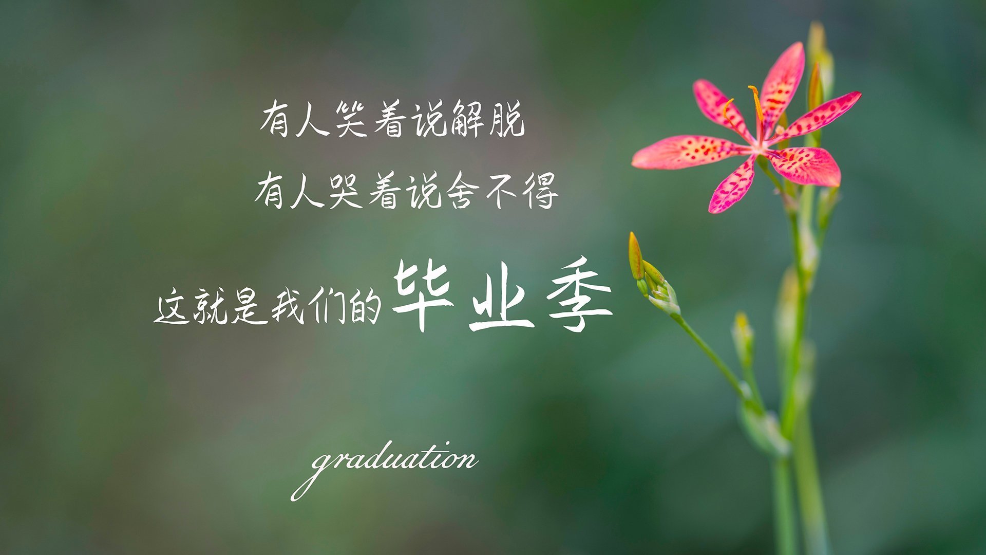 锡安炸裂演绎！暴力美学摧毁防守，跨越大洋的毁灭性统治