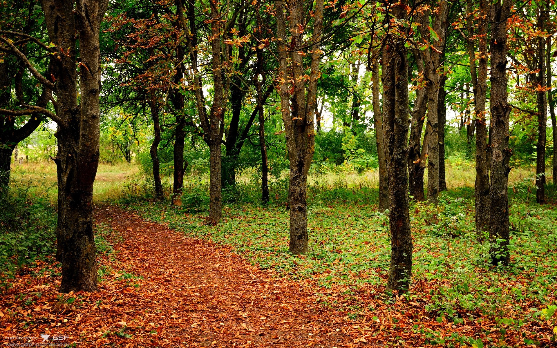 足球场上的关键先生，当伦纳德的冷血掌控降临欧冠之夜