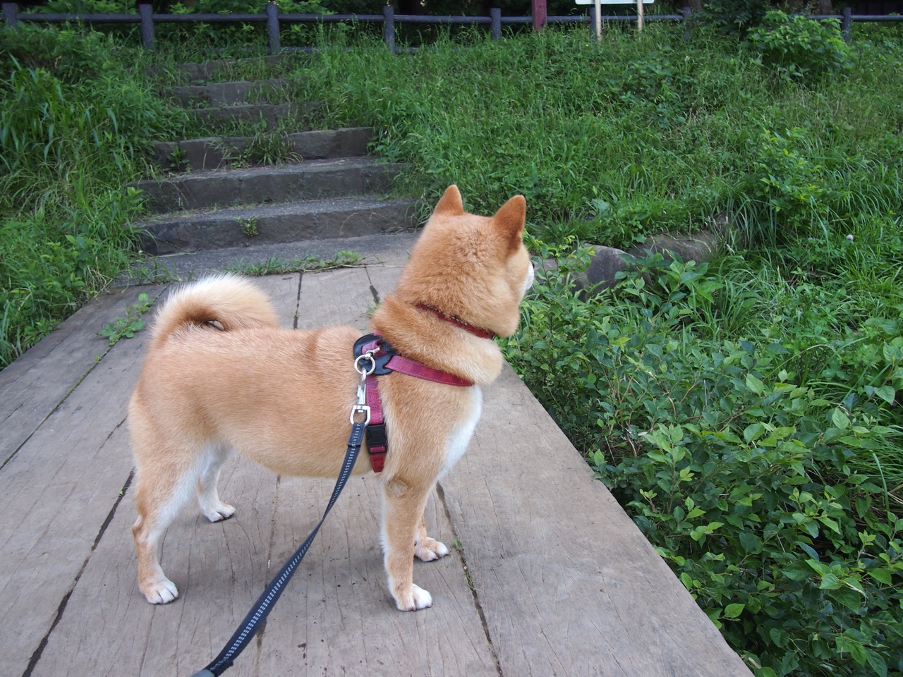 当钻石海岸遇见加勒比阳光，安哥拉对阵哥斯达黎加，努涅斯点燃跨洲对话