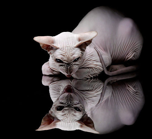 当死神挥起螫针，杜兰特化身现代黄蜂，蛰穿西决生死战