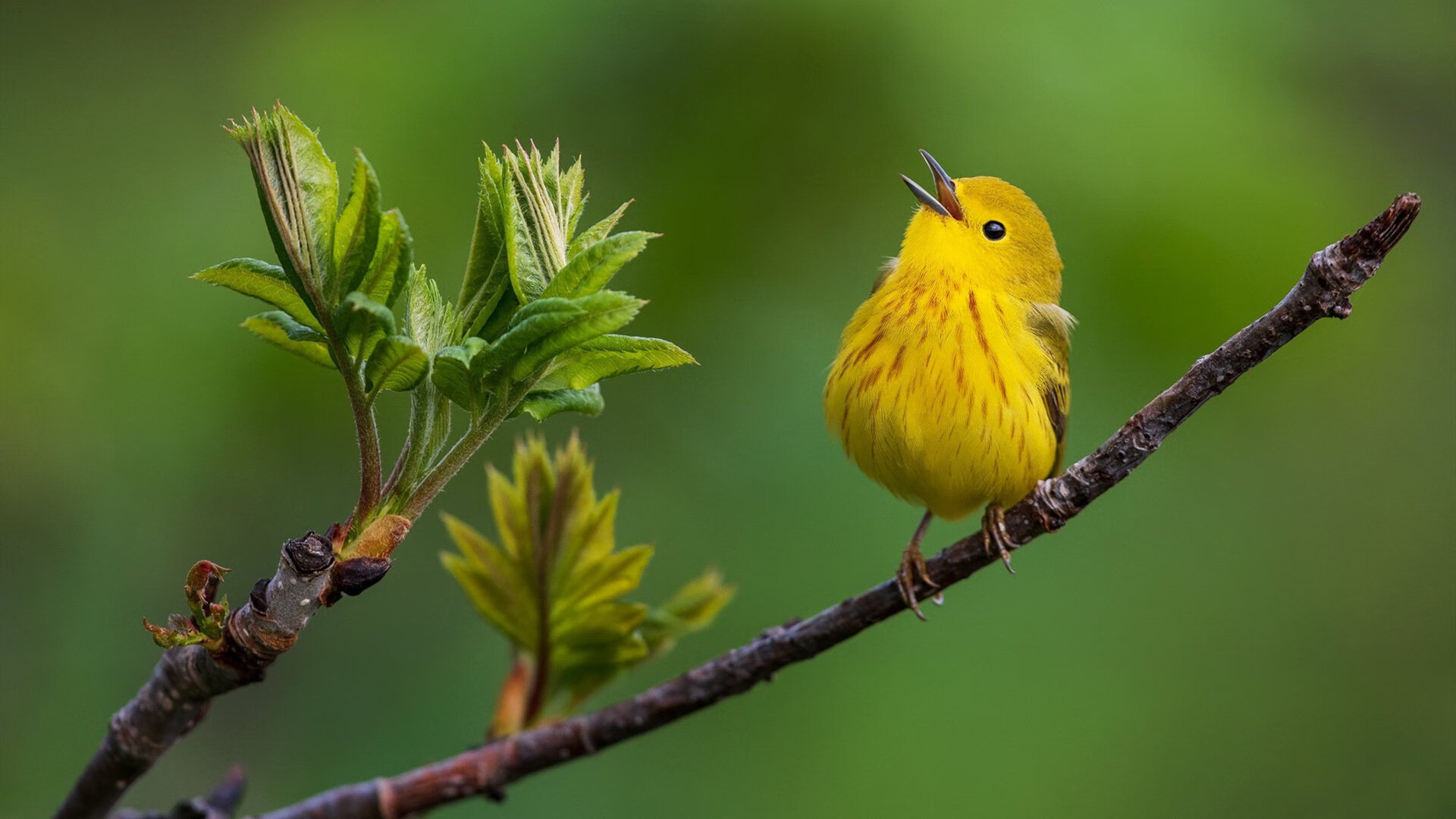 南北双鹰，深圳之殇与费城之光，篮球世界的冰火两极