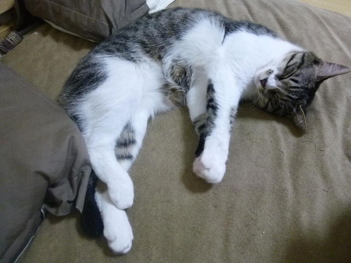 末节风云，凯尔特人绝地逆袭，英格拉姆终场救赎奠定关键先生之名