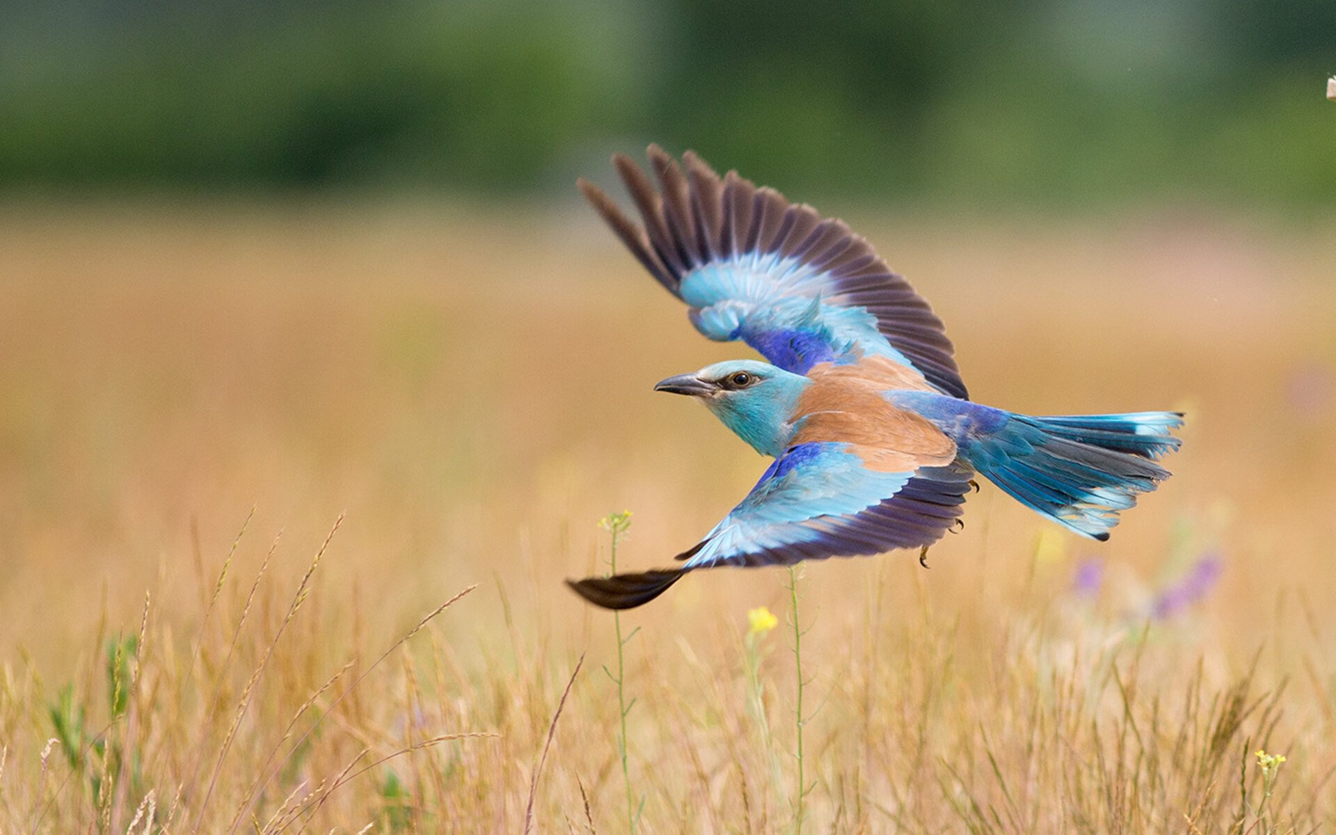 绿茵场上的篮球幽灵，欧冠决赛之夜，哈登如何用后撤步撕裂足坛最强防线