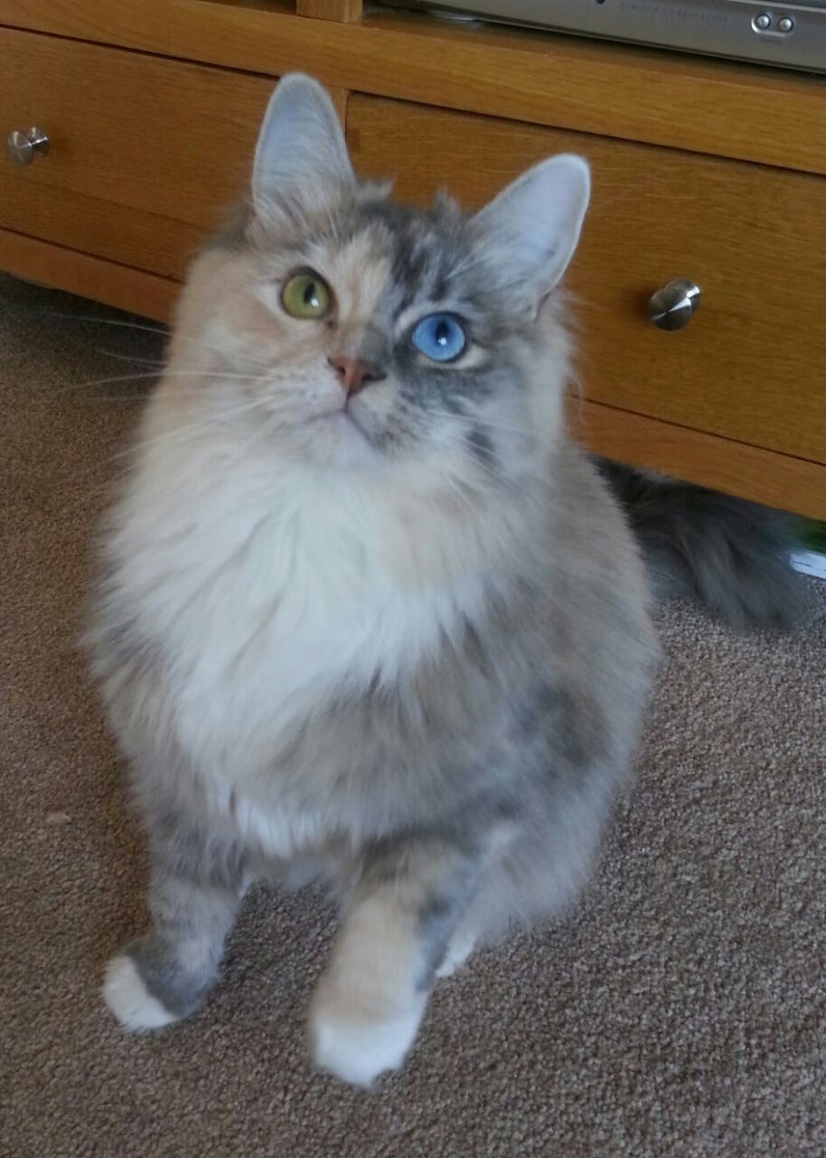 绝境中的孤影，瑞典加时险胜智利，罗德里如何化身神灯照亮全队？