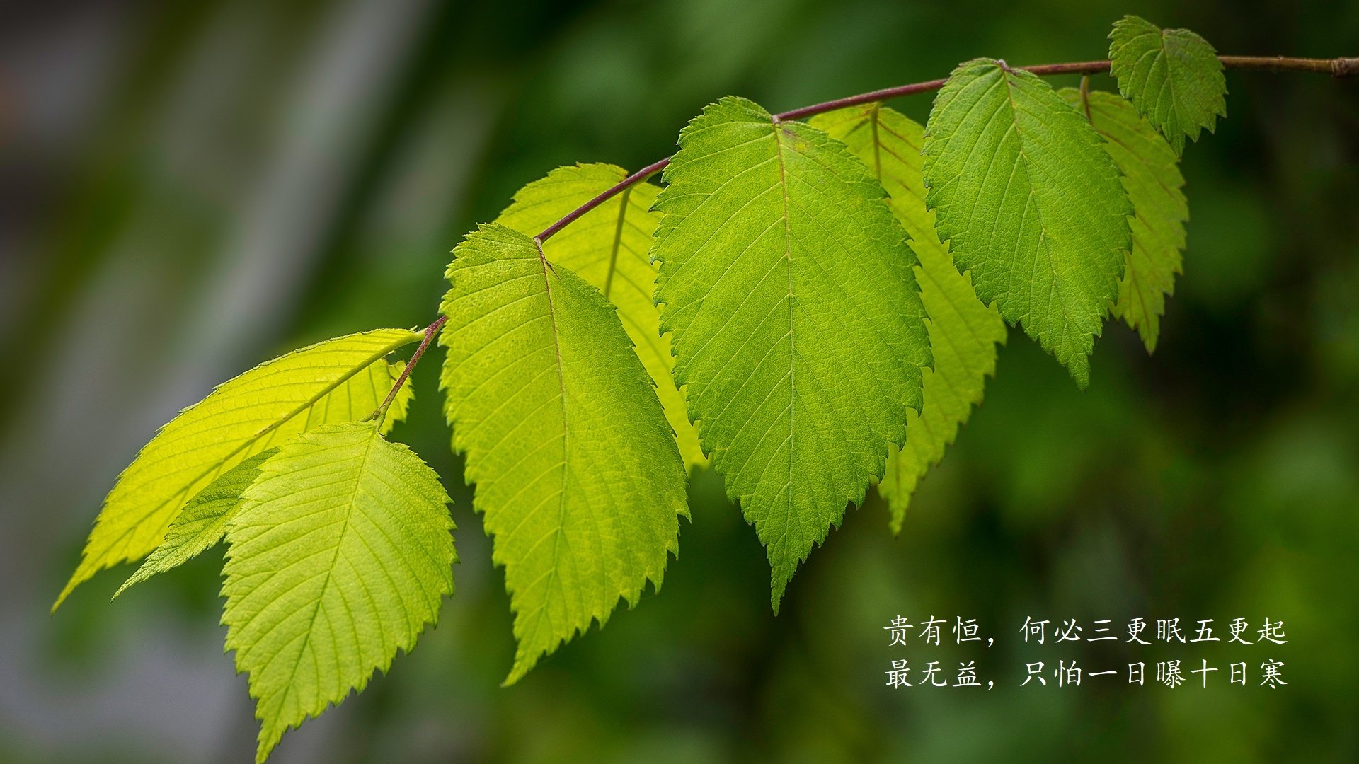 绝境中的蓝白风暴，佩德里引领西班牙突围，乌兹别克斯坦替补奇兵一击封喉