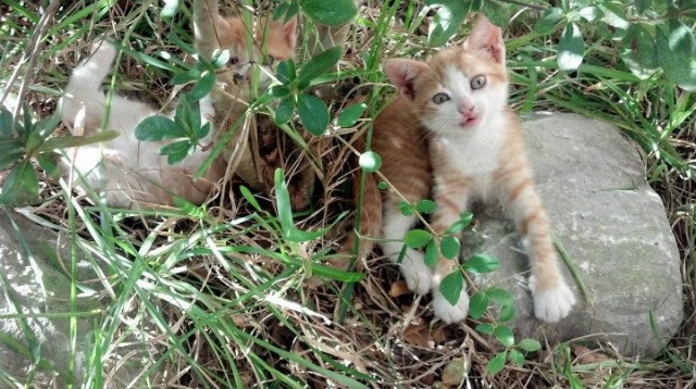 南美猎豹的致命一击，坎塞洛与替补奇兵联手，厄瓜多尔在2026世界杯A组焦点战中完胜澳大利亚