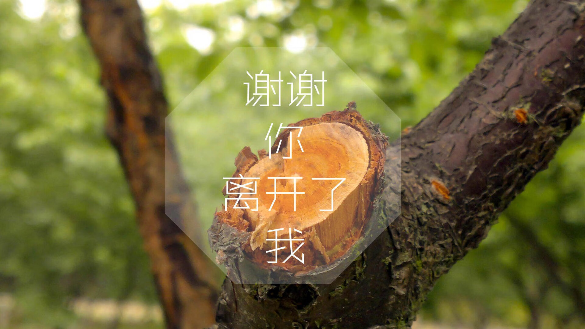绿茵孤勇,2026世界杯C组,沙特如何以京多安式犀利刺穿罗马尼亚防线