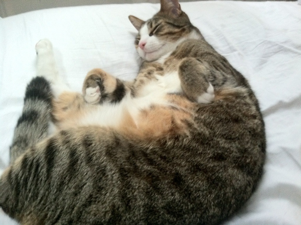 蓝白风暴,当库尔图瓦成为南美双雄的第三者
