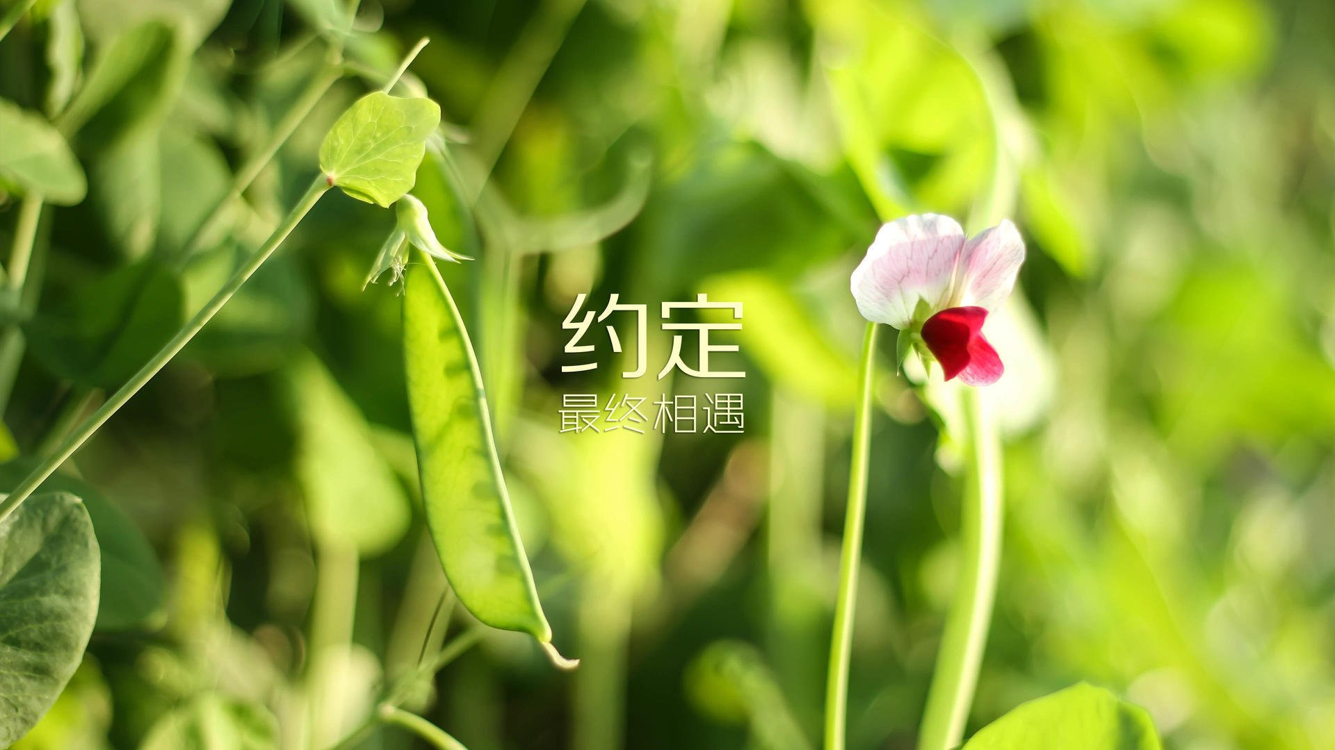 侧重于戏剧性,亚平宁的眼泪,维京人的怒吼,当姆巴佩用一剑封喉,改写北欧童话
